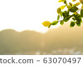 branch and leaf with sunset. 63070497