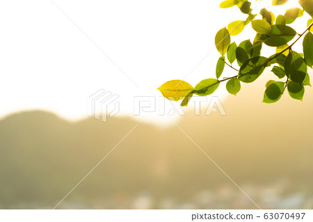 branch and leaf with sunset. 63070497