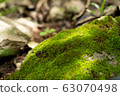moss on stone 63070498