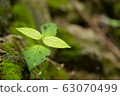 Small leaf growing up 63070499