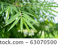 bamboo leaf in sun light 63070500