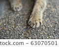 claw of cat 63070501