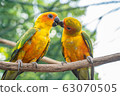 Parrot kissing couple 63070505