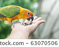 parrot on hand eating Pumpkin seed 63070506