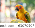 Yellow Parrot 63070507