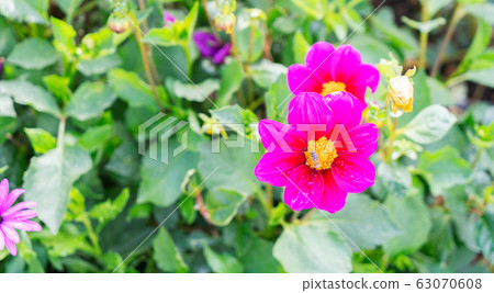 Dahlia flowers garden 63070608