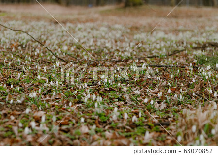 growing snowdrops in spring in park 63070852
