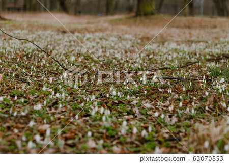 growing snowdrops in spring in park 63070853