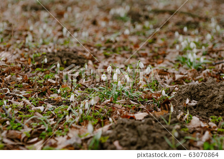 First Flowers in Spring - Snowdrops Growing on a meadow. 63070864