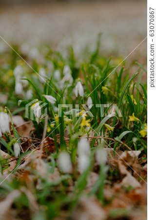 growing snowdrops in spring in park 63070867