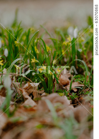 growing snowdrops in spring in park 63070868