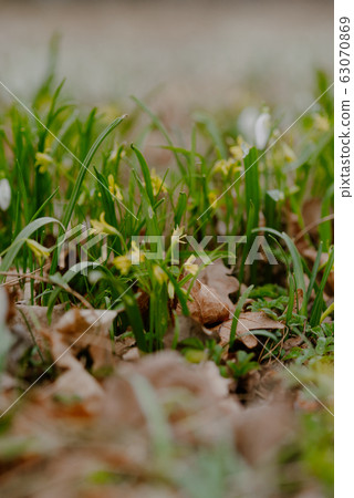 growing snowdrops in spring in park 63070869