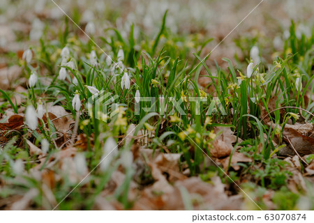 growing snowdrops in spring in park 63070874