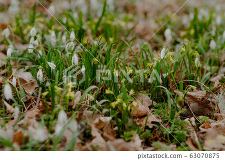 growing snowdrops in spring in park 63070875