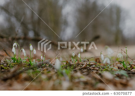 growing snowdrops in spring in park 63070877