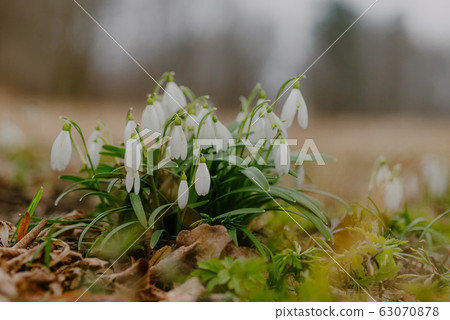 growing snowdrops in spring in park growing snowdrops in spring in park 63070878