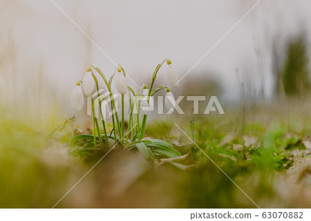 growing snowdrops in spring in park 63070882