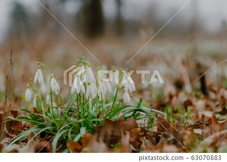growing snowdrops in spring in park 63070883