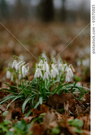 growing snowdrops in spring in park 63070885