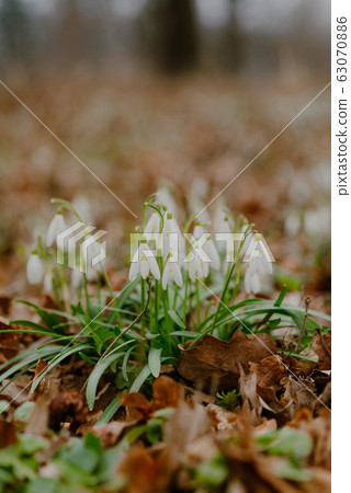 growing snowdrops in spring in park 63070886