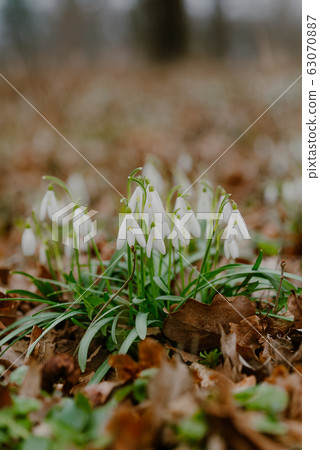 growing snowdrops in spring in park 63070887
