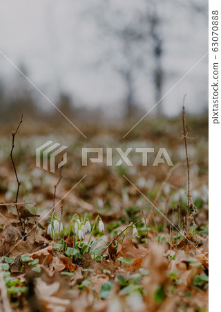 growing snowdrops in spring in park 63070888