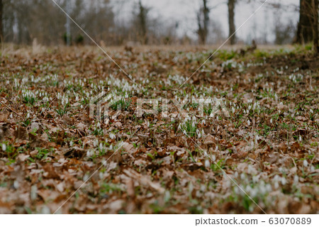 growing snowdrops in spring in park 63070889