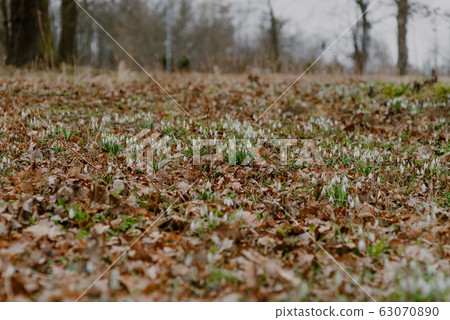 growing snowdrops in spring in park 63070890