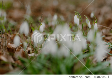 growing snowdrops in spring in park 63070891