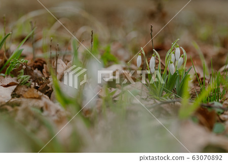 growing snowdrops in spring in park 63070892