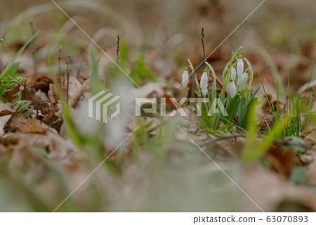 growing snowdrops in spring in park 63070893