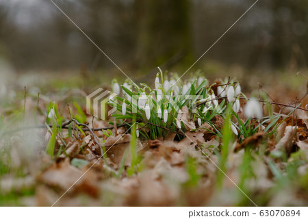 growing snowdrops in spring in park growing snowdrops in spring in park 63070894
