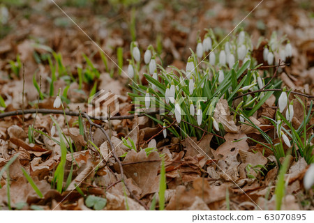 growing snowdrops in spring in park 63070895