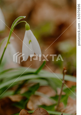 growing snowdrops in spring in park 63070896
