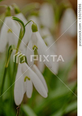 growing snowdrops in spring in park 63070898