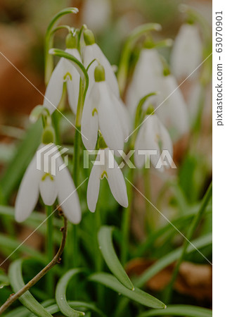 growing snowdrops in spring in park 63070901
