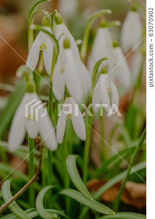 growing snowdrops in spring in park 63070902