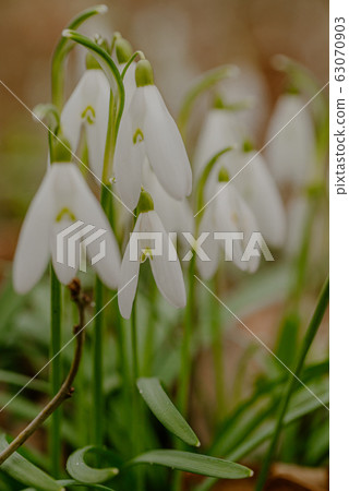 growing snowdrops in spring in park 63070903