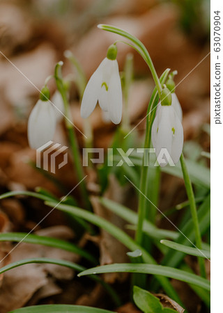 growing snowdrops in spring in park 63070904