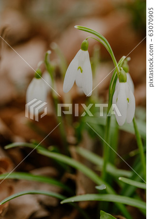 growing snowdrops in spring in park 63070905