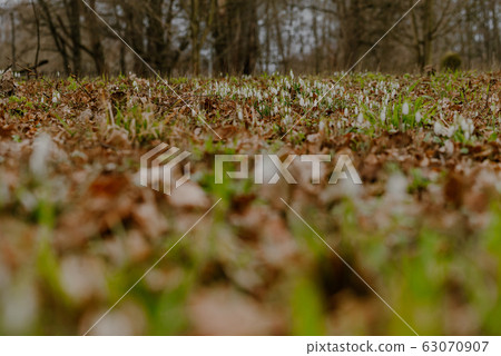 growing snowdrops in spring in park 63070907