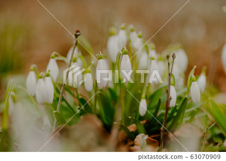 growing snowdrops in spring in park 63070909