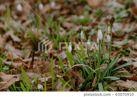 growing snowdrops in spring in park 63070910