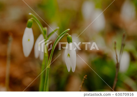 growing snowdrops in spring in park 63070916