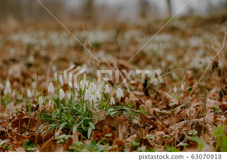 growing snowdrops in spring in park 63070918