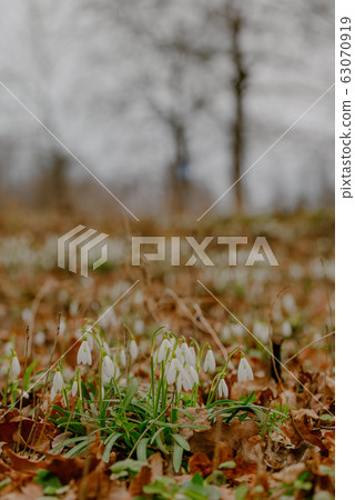 growing snowdrops in spring in park 63070919
