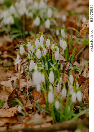 growing snowdrops in spring in park 63070923