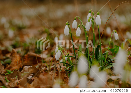 growing snowdrops in spring in park growing snowdrops in spring in park 63070926