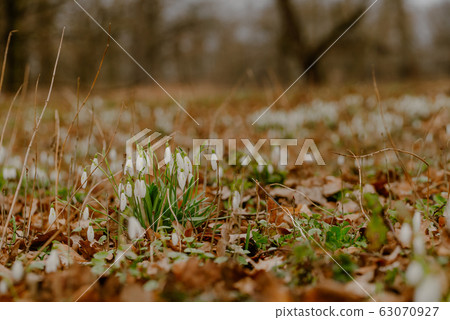growing snowdrops in spring in park 63070927