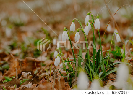 growing snowdrops in spring in park 63070934